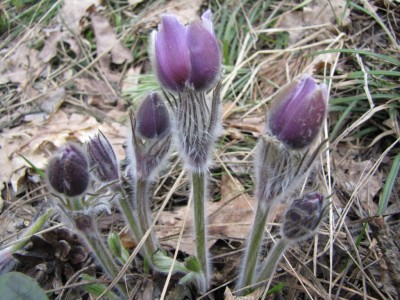 Pulsatilla-patens-054.jpg