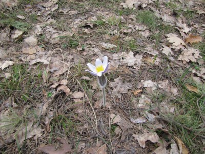 Pulsatilla-patens-057.jpg