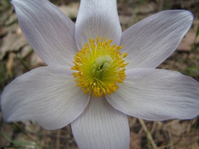 Pulsatilla-patens-067.jpg