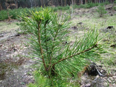 Pine-3.jpg