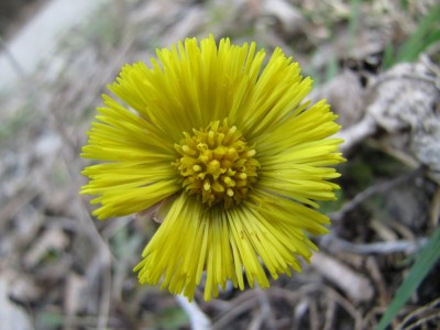 Tussilago-farfara.jpg