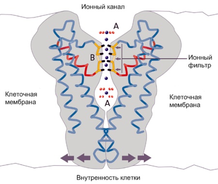 ion_channel_lg1.jpg