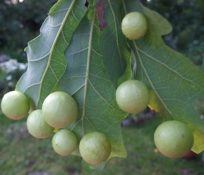 galli.jpg