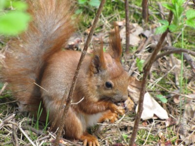 squirrel-23-04-2010 049.jpg