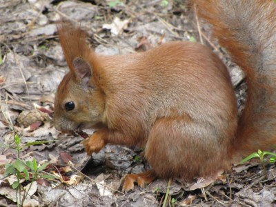 squirrel-23-04-2010 074.jpg