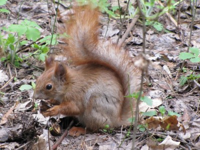 squirrel-23-04-2010 085.jpg