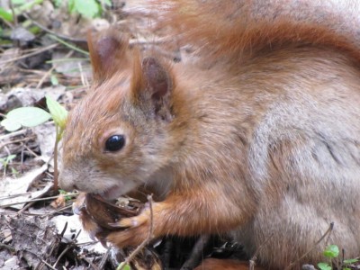 squirrel-23-04-2010 096.jpg