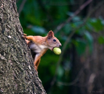 squirrel-2.jpg