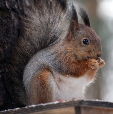 squirrel_2367.jpg