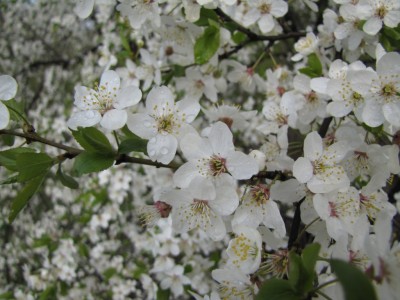 cherry_tree_1796.JPG