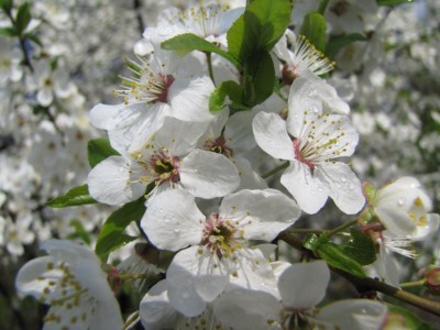 cherry_tree_1803.JPG