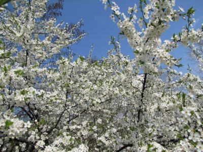 cherry_tree_1806.JPG