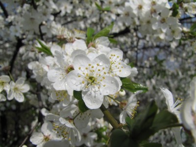 cherry_tree_1818.JPG