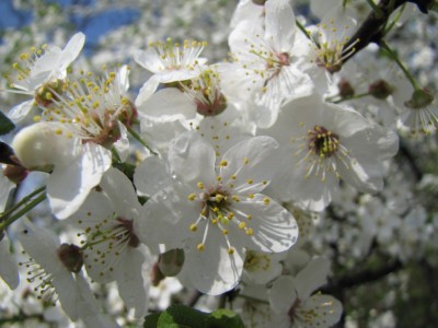 cherry_tree_1823.JPG