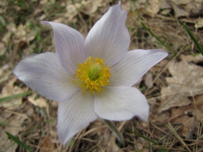 Pulsatilla-patens-2010 010.jpg