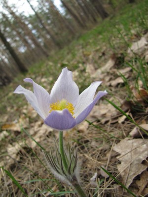 Pulsatilla-patens-2010 012.jpg