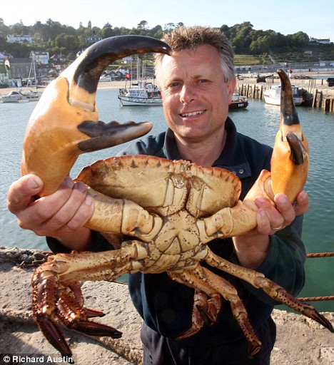 big-crab-1.jpg