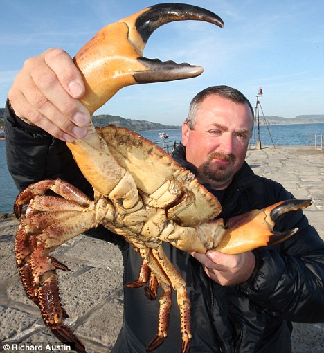 big-crab-2.jpg