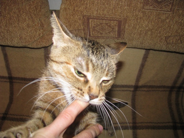 Cat 010.jpg