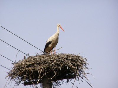 stork-4184946.JPG