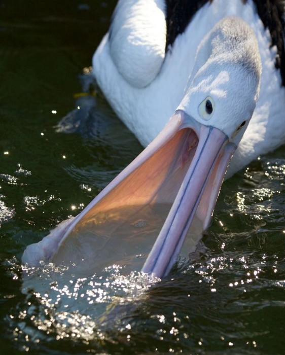 Pelecanus-conspicillatus_3.jpg
