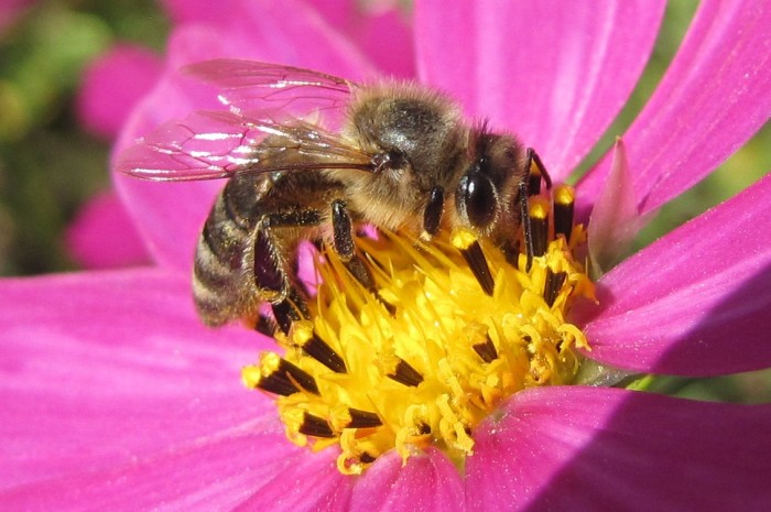 Копия 12 вер 2012 039.jpg