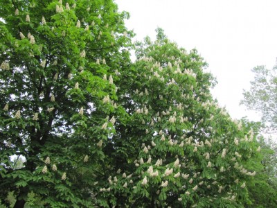 chestnut-007.jpg