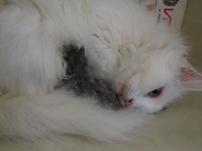 котенок 010.jpg