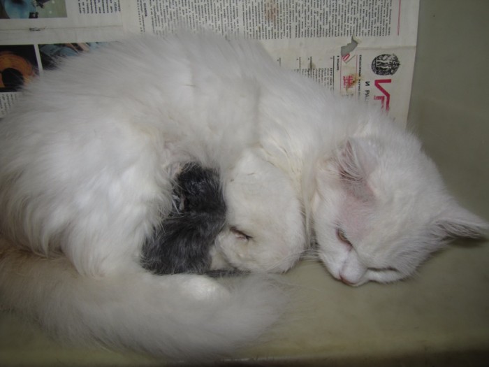 котенок 022.jpg