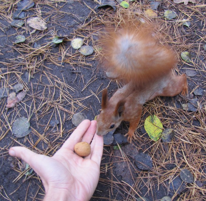 9 жовтня 2012 белка 002.jpg