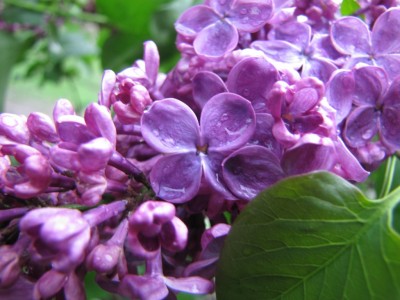 lilac-026.jpg