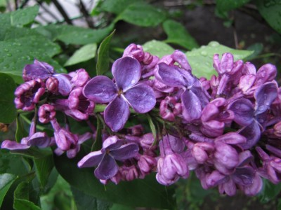 lilac-034.jpg