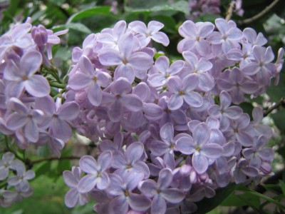 lilac-066.jpg