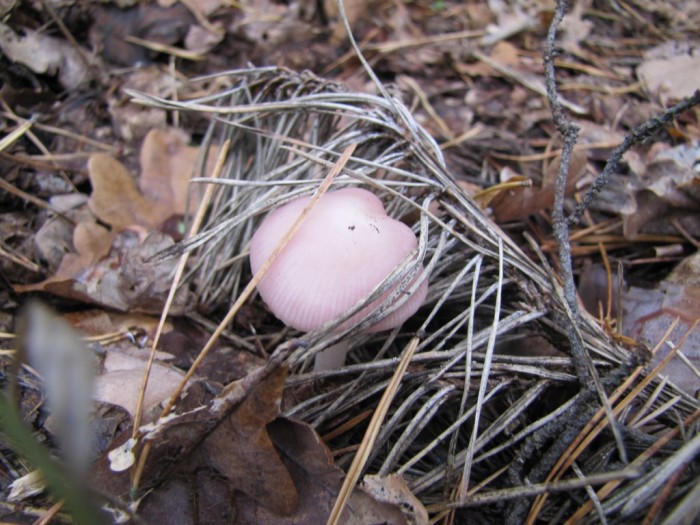 5 жовт 2012 гриби 058.jpg