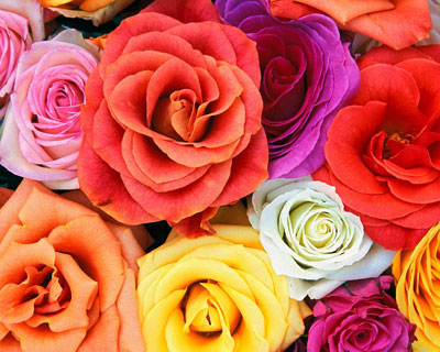 Roses_t.jpg