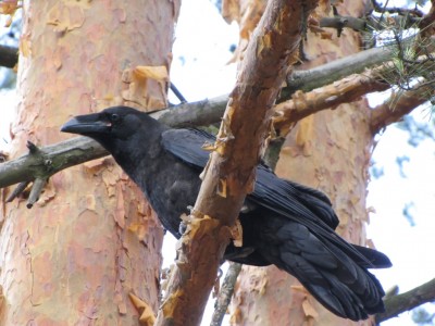 Common Raven-050.jpg