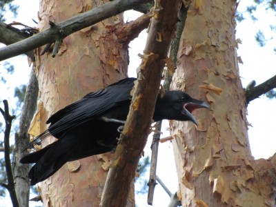 Common Raven-055.jpg