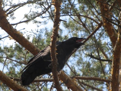Common Raven-074.jpg