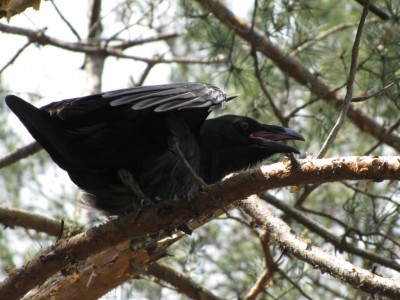 Common Raven-077.jpg