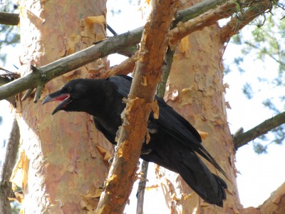 Common Raven- 059.jpg