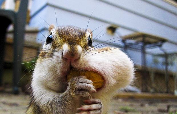 chipmunk_1625349i.jpg
