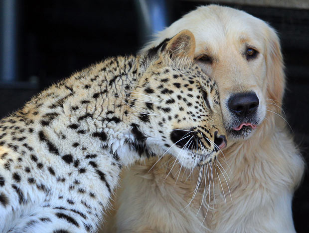 leopard-and-dog_1631111i.jpg