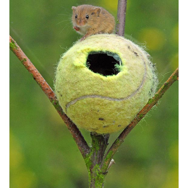 mouse-tennis-ball_1662603i.jpg