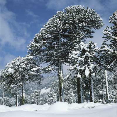 Araucarias.jpg