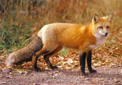 redfox.jpg