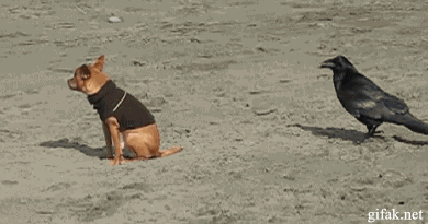 0_7dfc4_b2c6f534_orig.gif