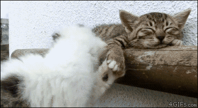 0_7fa64_ffe29e3d_orig.gif