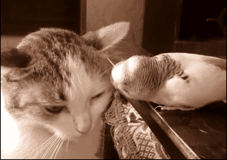 _323858.gif