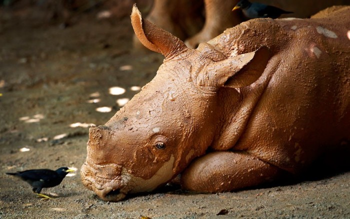 rhino-bird_2279877k.jpg