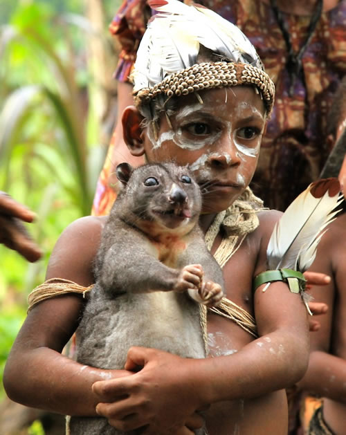 cuscus-papua-new-guinea.jpg
